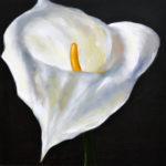 big-cala-lily