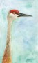 Sandhill Crane