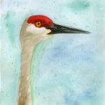 Sandhill Crane, cropped