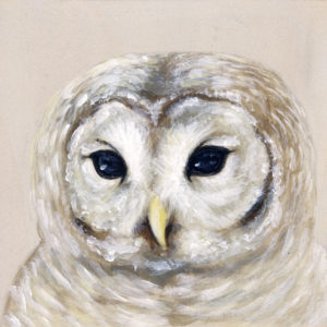 Snowy Owl