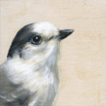 scrub-jay