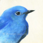 bluebird