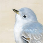 gnatcatcher