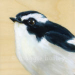 black-and-white-tit