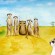 Herbert Mingles With Meerkats