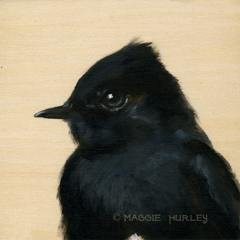 Bird Art on Wood - Black Phoebe