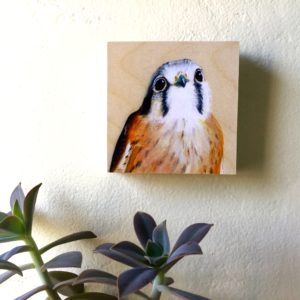 American Kestrel