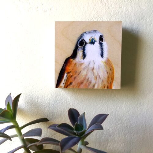 American Kestrel