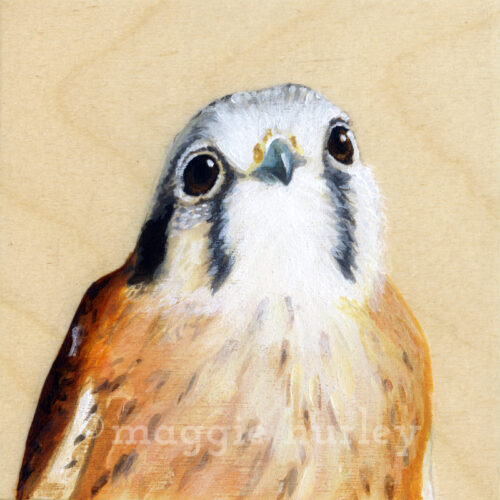 Bird on Wood - American Kestrel
