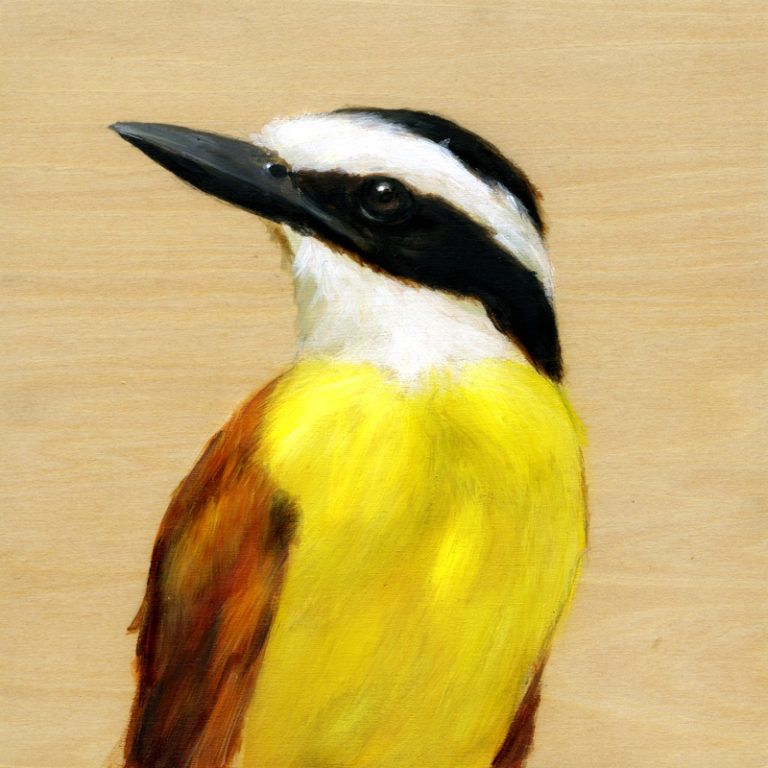 A feature from the Golden Gate Audubon Society