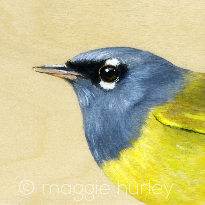 MacGillivray's Warbler