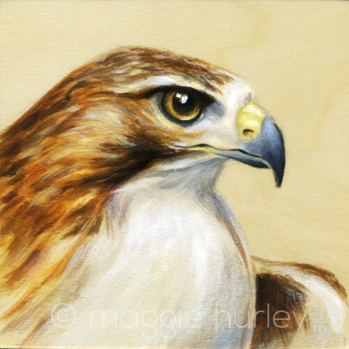 Red Tailed Hawk