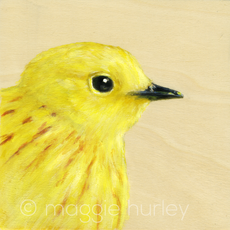 Portrait of a Yellow Warbler