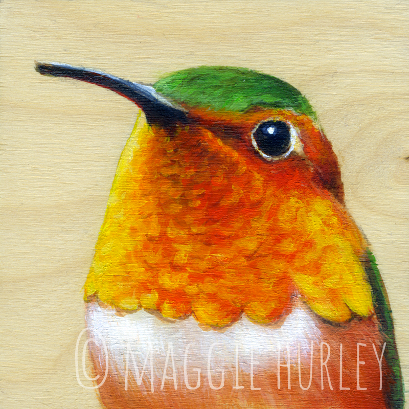 Allen's Hummingbird - You Don't Say?