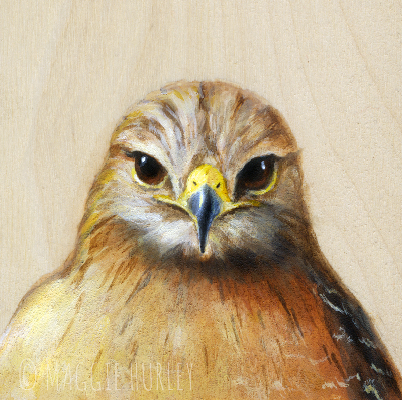 Red-Shouldered Hawk - Art Print on Wood - Bird Art - Maggie Hurley