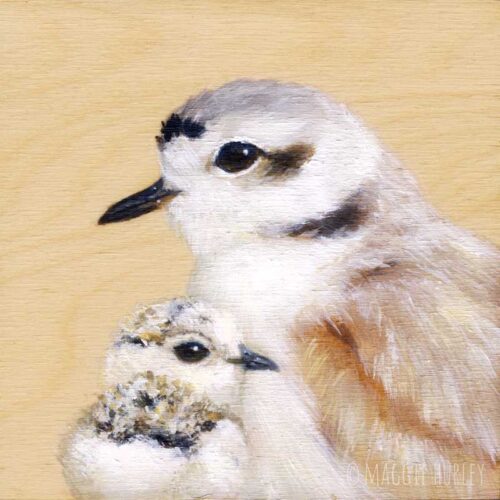 Snowy plover and chick bird art print by Maggie Hurley