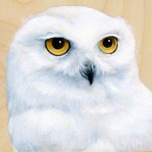 Snowy Owl Bird Art by Maggie Hurley