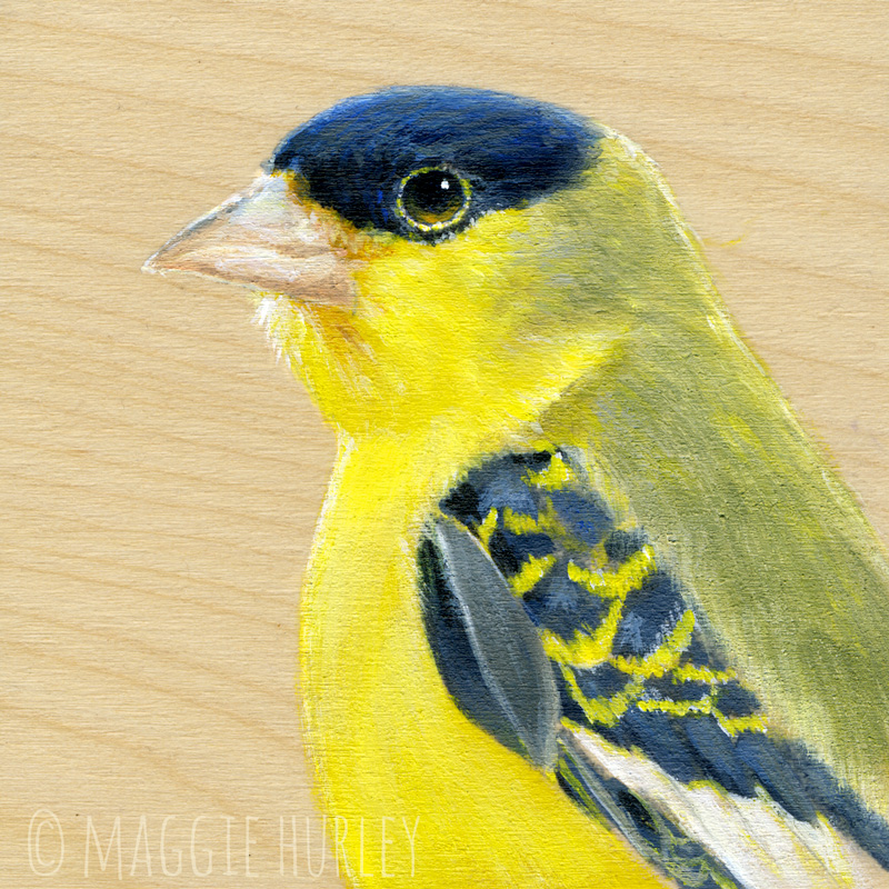 Lesser goldfinch bird art by maggie hurley