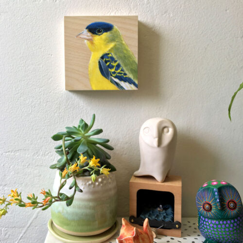 Lesser goldfinch on wall by Maggie Hurley