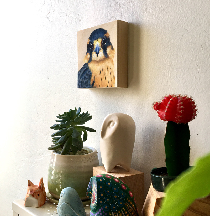 Profile view Aplomado Falcon Bird Art Print on wall by Maggie Hurley. Joined by a painting of an american robin.