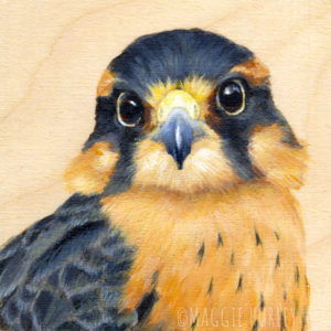 Aplomado Falcon bird art by Maggie Hurley