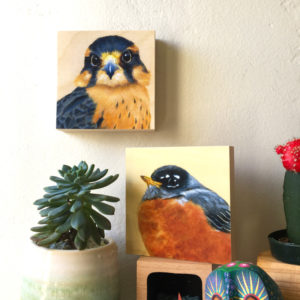 Aplomado Falcon Bird Art Print on wall by Maggie Hurley