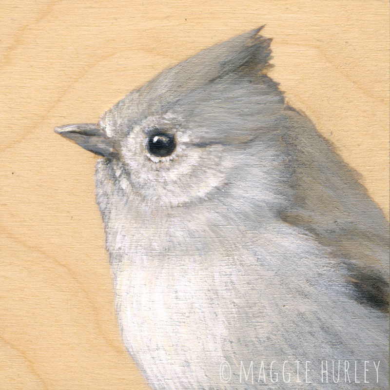 Oak Titmouse bird art by Maggie Hurley