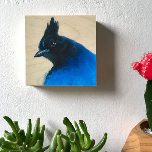 Steller's Jay Bird Art by Maggie Hurley on Wall