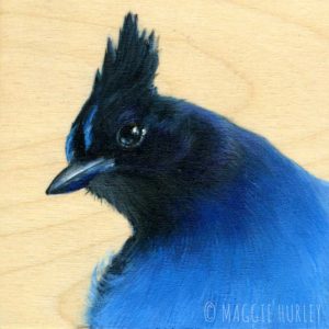 Steller's Jay Bird Art