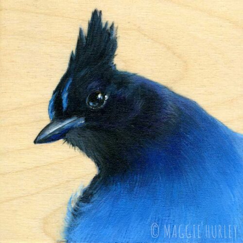 Steller's Jay Bird Art