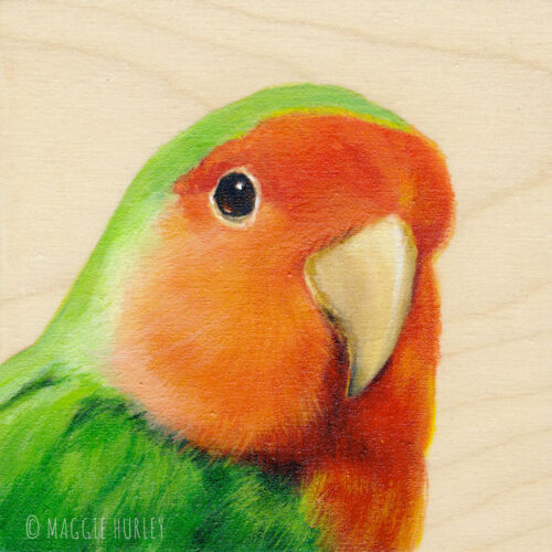 Peach-faced Lovebird portrait by Maggie Hurley