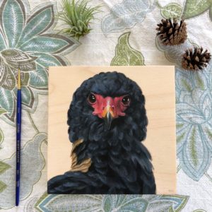 bateleur eagle bird painting by maggie hurley