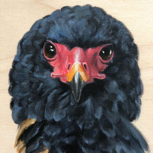 bateleur eagle bird painting by maggie hurley close