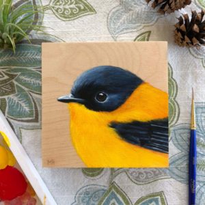 black and orange flycatcher bird painting by maggie hurley
