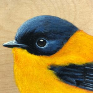 black and orange flycatcher bird painting by maggie hurley close up