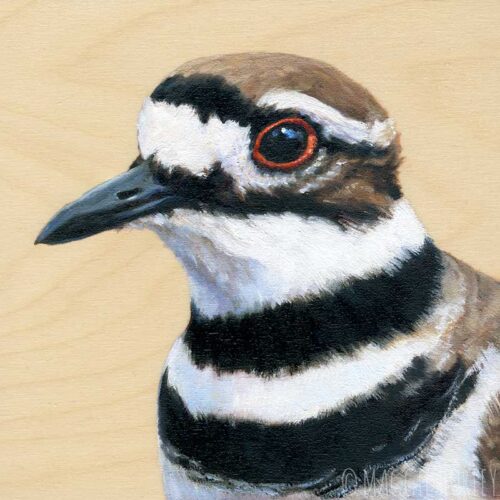 killdeer-bird-art-by-maggie-hurley