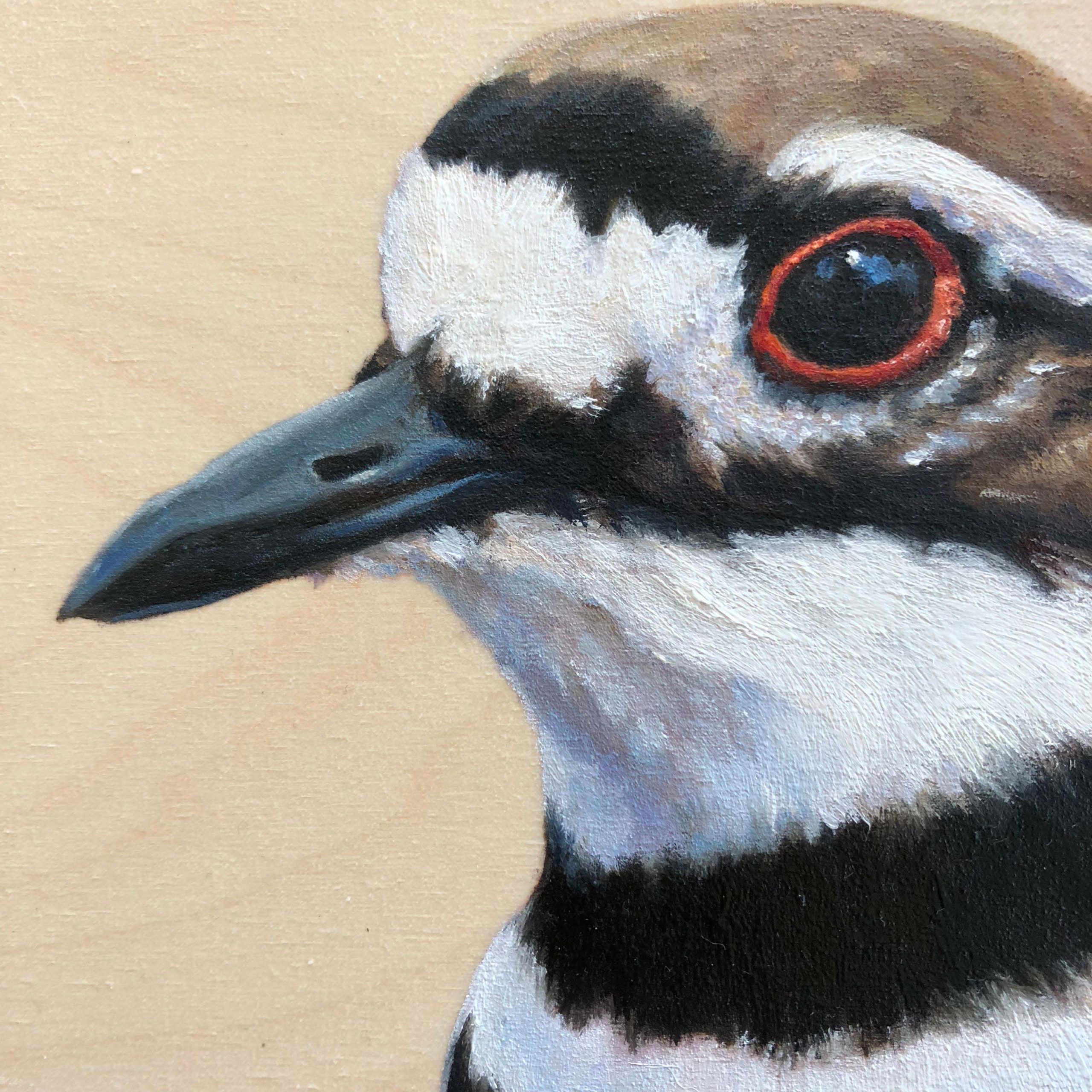 killdeer bird painting by maggie hurley close