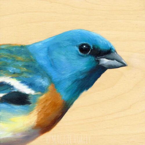 lazuli bunting bird art by maggie hurley