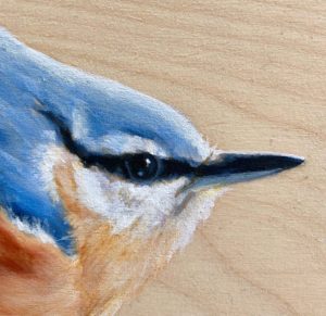 red-breasted nuthatch bird painting by maggie hurley close up