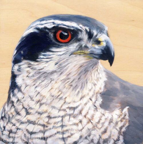 Northern Goshawk bird art portrait