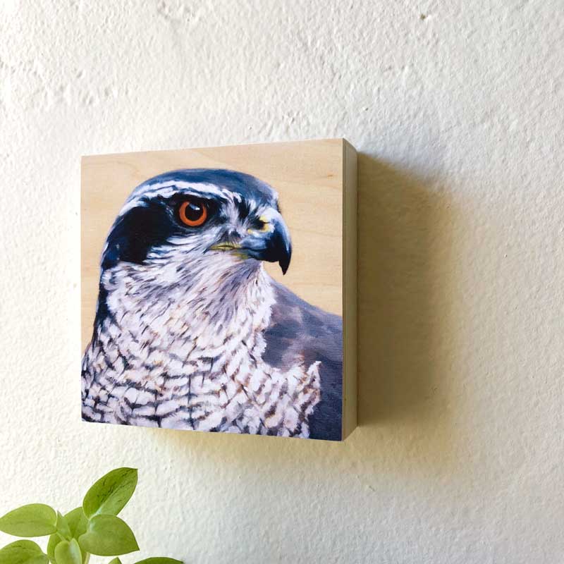 portrait of a northern goshawk by maggie hurley, side view