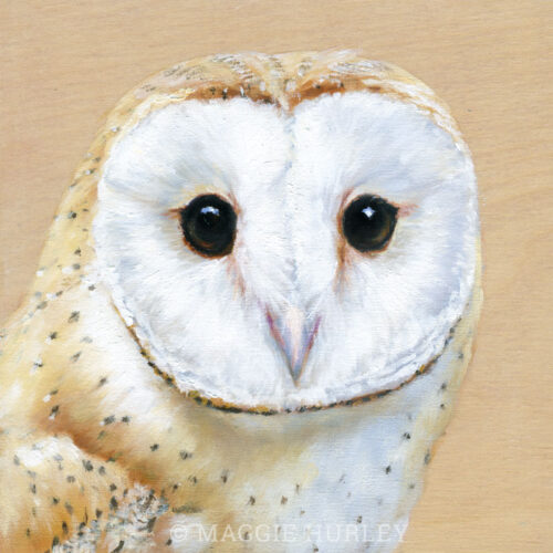 Barn Owl painting by Maggie Hurley
