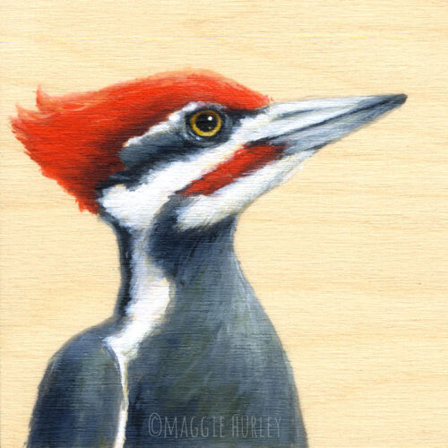 Pileated woodpecker