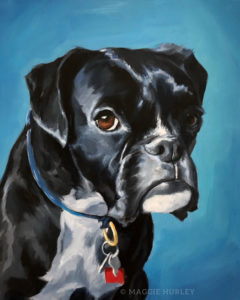 Pet portrait of a boxer