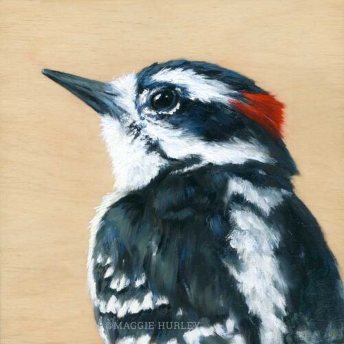 Downey woodpecker