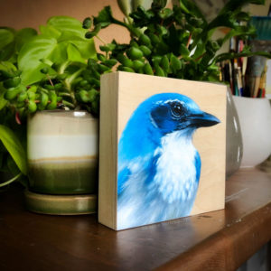 scrub jay bird art