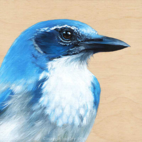 Scrub jay bird art by Maggie Hurley