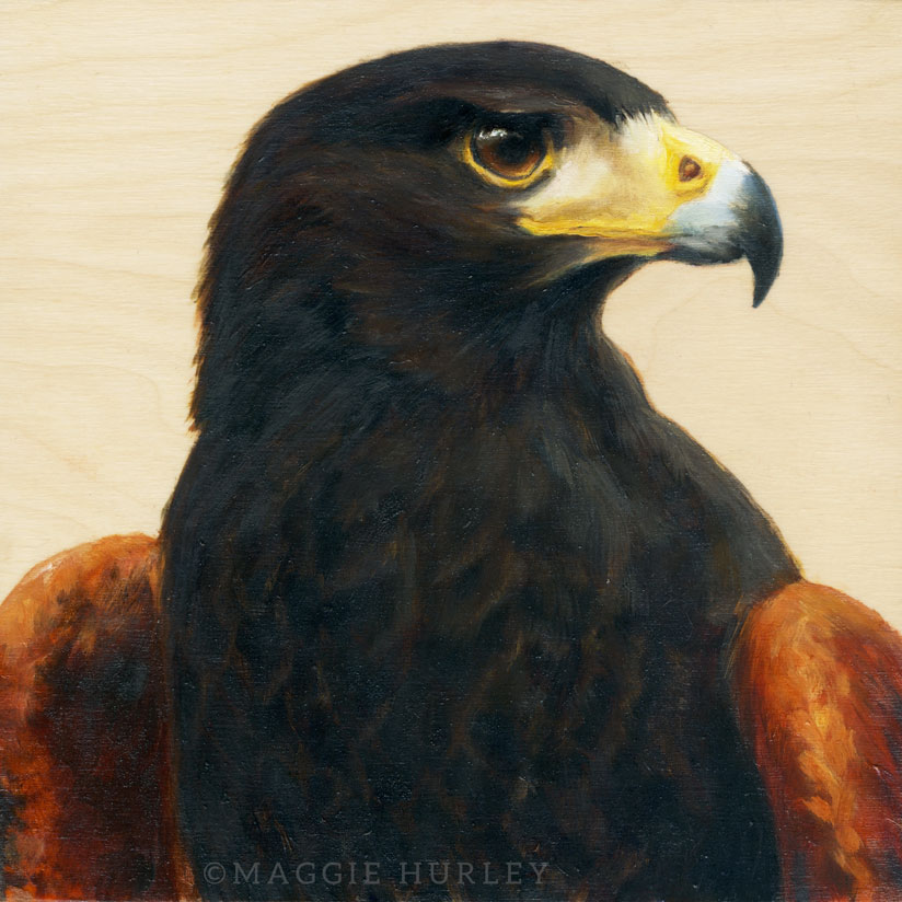 Harris's Hawk painting