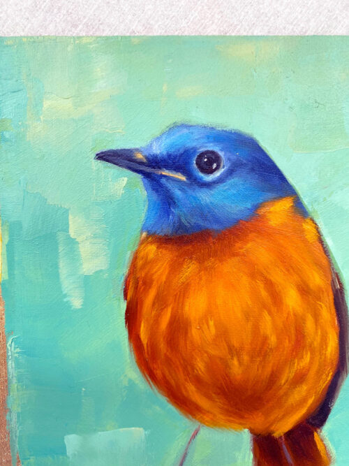 Amber mountain rock thrush close up