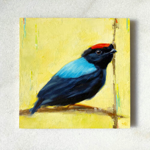 Bird art painting blue backed manakin